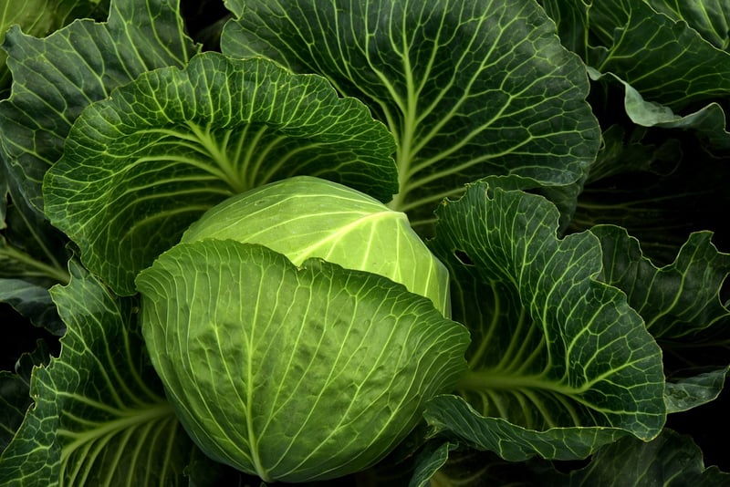 Organic Certification